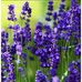Laura Anthony - Facebook