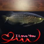 Anthony Law - @anthonylaw321 - Instagram