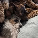 Anthony Cuevas-Liles - @daisy_kona_and_flowers_insta - Instagram