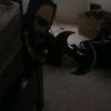 jamesanthonyliscio - @yogurtplum - TikTok