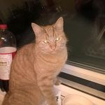 Anthony Littlejohn - @littlejohn474 - Instagram