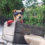 Anthony Maieroni - @anthonymaieroni - Instagram