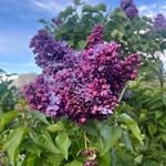 Anthony McBean - @anthonybean284 - Instagram