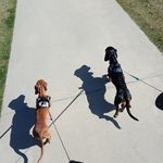 Anthony McCulloch - @mila_jackson_sausage_dog_life - Instagram