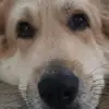 Anthony McDonald - @allthedogsintheworld - TikTok