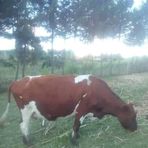 Antony Raju Malik - Facebook