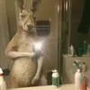 Team canguro 🦘 - @mister.anthony18 - TikTok