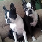 Joseph Anthony Molinelli - Facebook