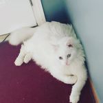 Anthony Moller - @magicturtle150 - Instagram