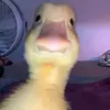 Anthony Moscardelli - @its_tonyyessir - TikTok