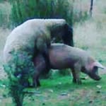 Anthony le mouton - @anthonylemouton - Instagram