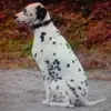 Anthony Mouton - @anthony.mouton1 - TikTok