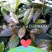 Anthony Munene - Facebook