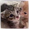 Anthony Muniz - @anthony.muniz46 - TikTok