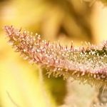 Anthony Novak - @greengrowergroup - Instagram
