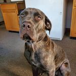 Anthony Orso - @oscarthegrouch837 - Instagram
