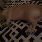 Anthony Patrone - @patrone_anthony - Instagram