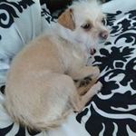 Anthony Patrone - @anthonypatrone7 - Instagram