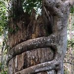 Anthony Pauline Budin - @anthonybudin - Instagram