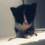 Anthony Pavicic - @anthony_pavicic_ - Instagram