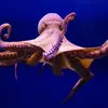 Anthony Paynter - @anthonytheoctopus - TikTok