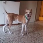 anthony - @anthony_pecorella10 - Instagram