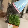 anthonypedone445 - @anthonypedone445 - TikTok