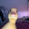 anthonypedrotti54 - @anthonypedrotti54 - TikTok