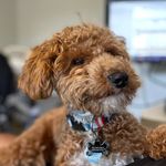 Anthony Peel - @dasher_our_doodle - Instagram
