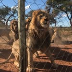 Anthony Peniston - @lionwatchafrica - Instagram