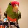 Anthony Chin Pepper - @daisynfriends88 - TikTok