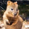 anthonyperrella44 - @a_perrella - TikTok