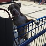 Anthony. Perriello - @thaduke2725 - Instagram
