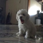 Anthony Pescador - @anthonypescador454 - Instagram