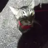 anthonypeth3 - @anthonypeth3 - TikTok