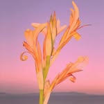 Anthony Pfeifer - @celsaschlichting1 - Instagram