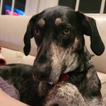 Anthony Phipps - @thetdude - Instagram