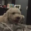 AnthonyPierotti - @anthonyp48 - TikTok