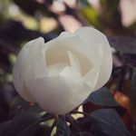 Anthony Pintor - @a_jp98 - Instagram