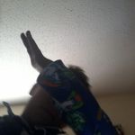 Anthony Pittman - @apittman071409 - Instagram