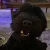 Anthony Puccio - @anthonypuccio7 - TikTok