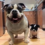 Anthony Tone Puente - @ants_bullies - Instagram