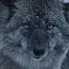 Anthony Pulse - @anthony.pulse - TikTok