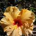 Anthony Purvis - Facebook