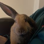 @anthony_rabbit105 - Instagram