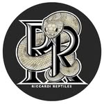 Anthony Riccardi - @riccardireptiles - Instagram
