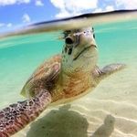 Anthony Riddle - @marineadventures - Instagram
