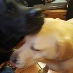 anthony roper - @tropes131 - Instagram