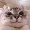 anthonyroyal997 - @anthonyroyal997 - TikTok