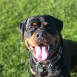 Anthony Sambrano - @myboybruiser - Instagram